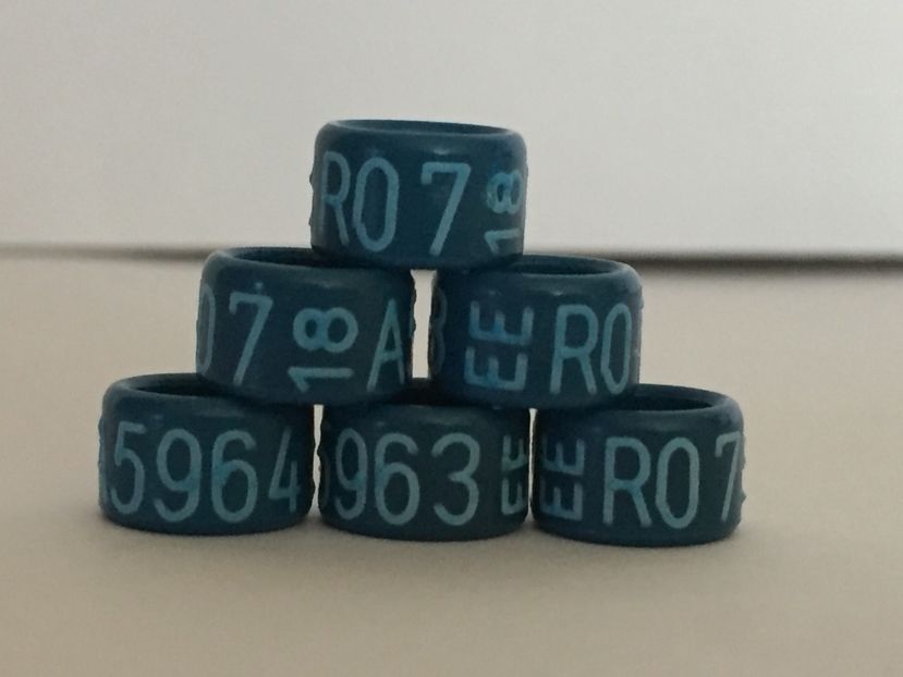  - Inele Ornament 2018 EE