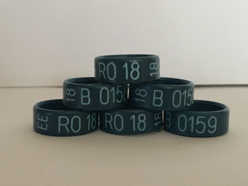  - Inele Ornament 2018 EE