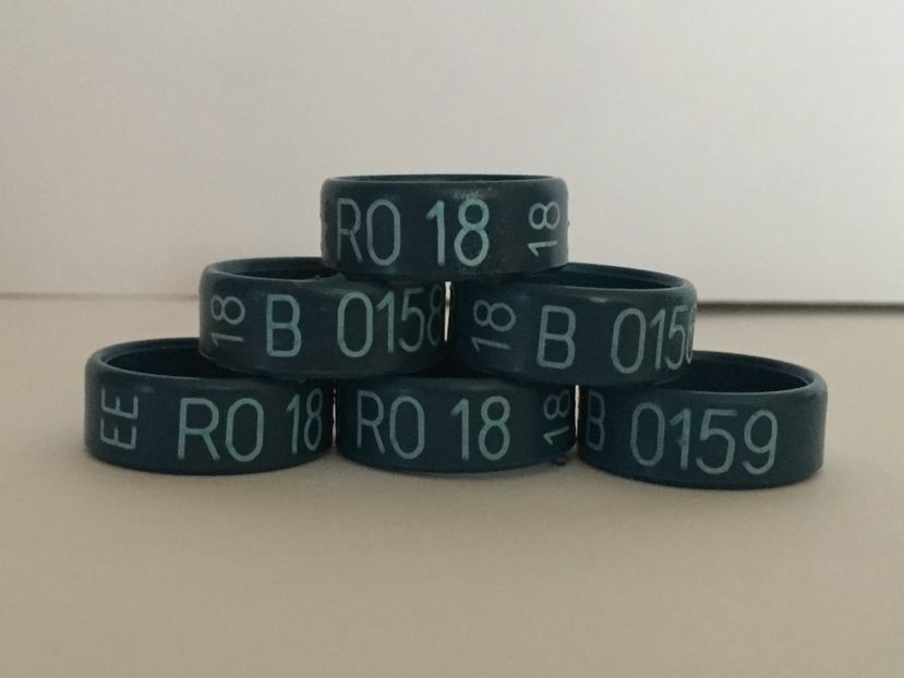  - Inele Ornament 2018 EE