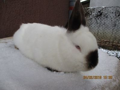 Fem. prod.proprie 2017 !!! - X ARHIVA IEPURI CE AM AVUT