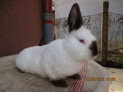  - X ARHIVA IEPURI CE AM AVUT