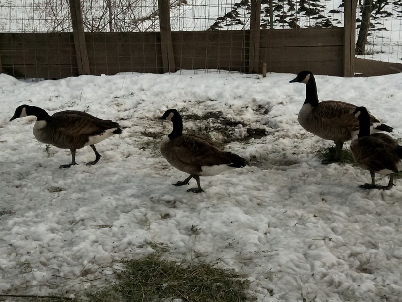 Gâște canadiene mari - Gâște 2018 și 2019