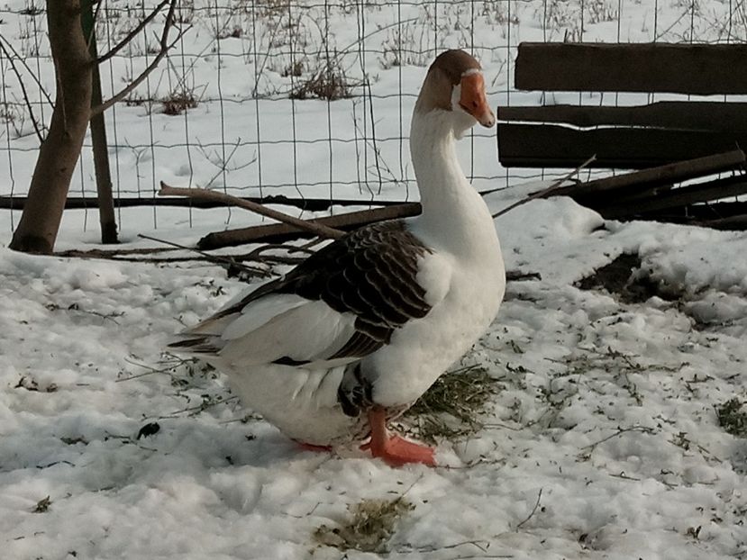 Gasca leșească - Gâște 2018 și 2019