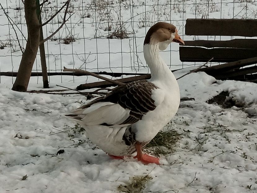 .... - Gâște 2018 și 2019