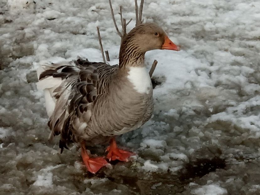 Băbuță - gasca comuna - Gâște 2018 și 2019