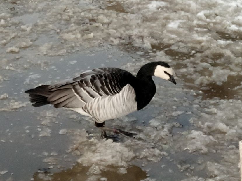 Gascan - Gâște 2018 și 2019