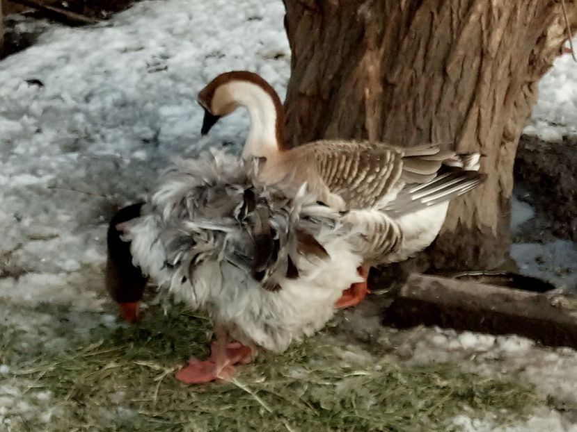 Cu gâscă chinezească - Gâște 2018 și 2019