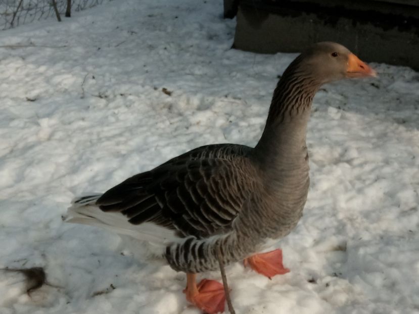 Comună - Gâște 2018 și 2019