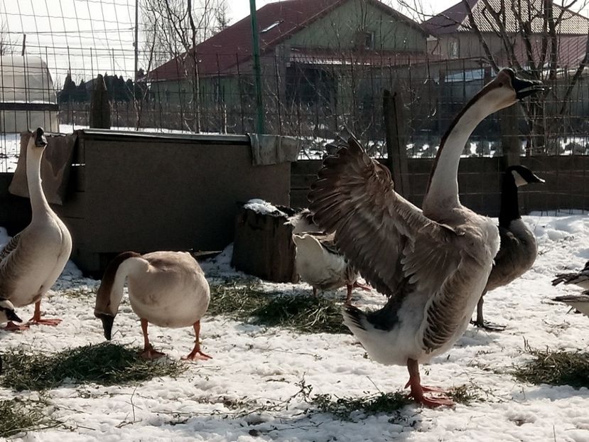 Tineret chinezesti - Gâște 2018 și 2019