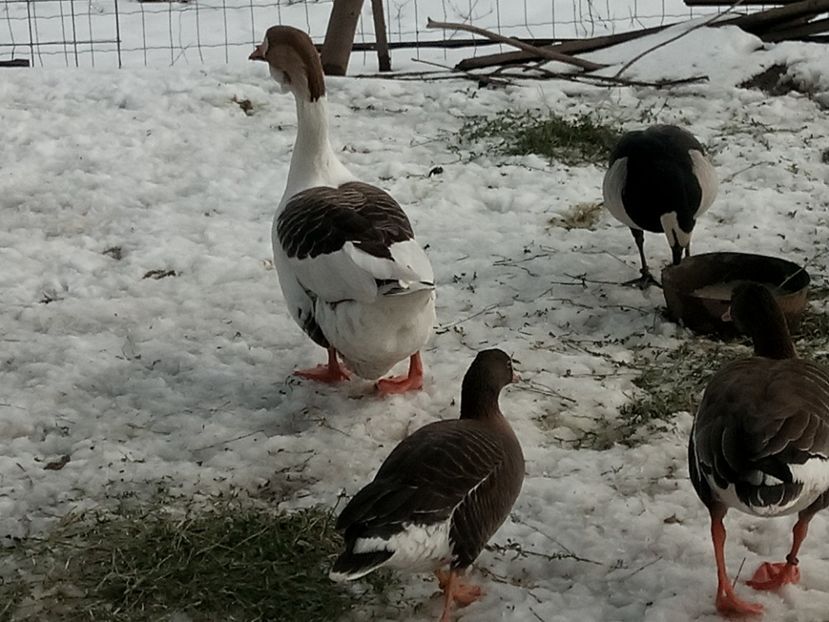 4 specii de gaste - Gâște 2018 și 2019