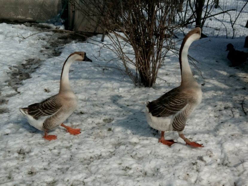 Pereche chinezesti - Gâște 2018 și 2019