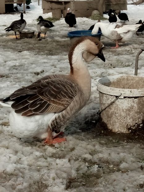 Africana - Gâște 2018 și 2019