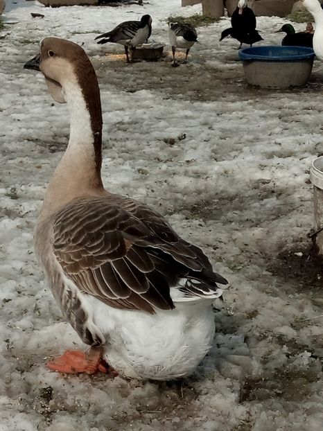 Năpârlită perfect - Gâște 2018 și 2019