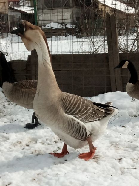 Africanul nou - Gâște 2018 și 2019