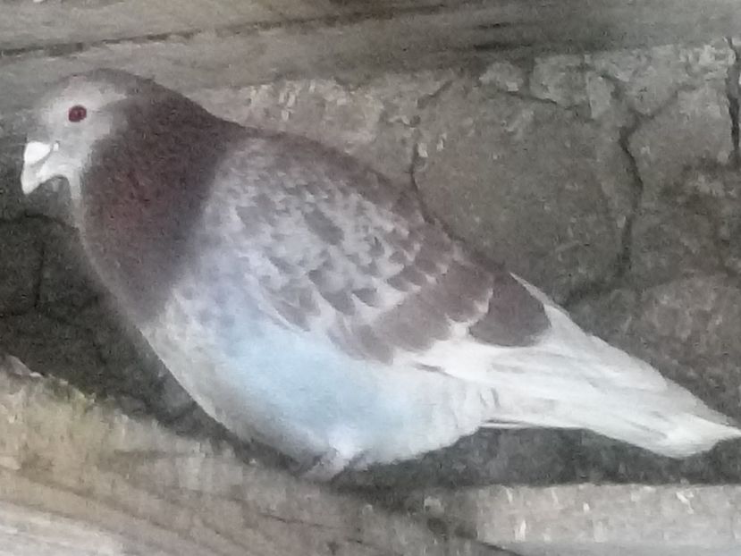 Picture 111 - BRICOUX