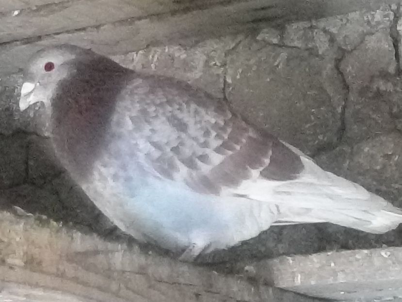 Picture 112 - BRICOUX