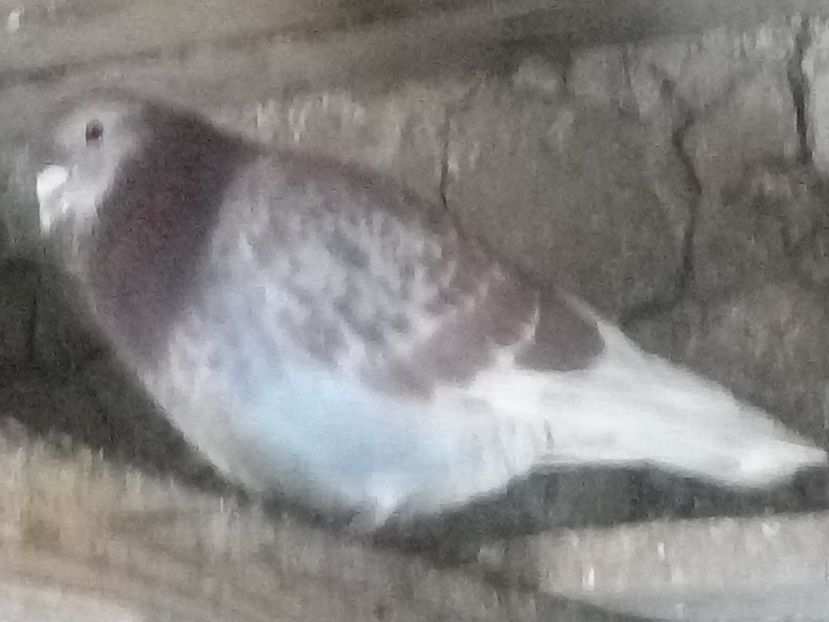 Picture 114 - BRICOUX