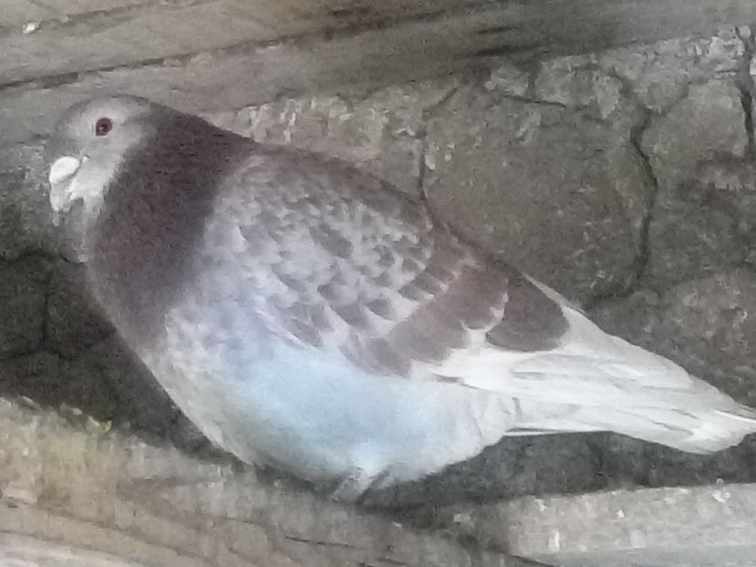 Picture 115 - BRICOUX