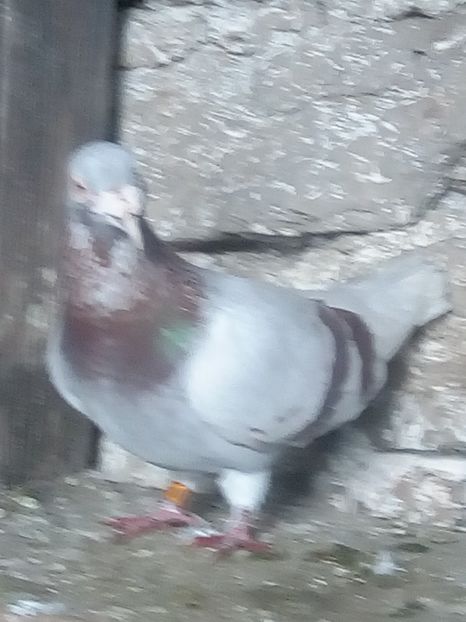 Picture 116 - BRICOUX