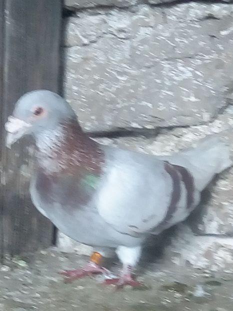 Picture 117 - BRICOUX