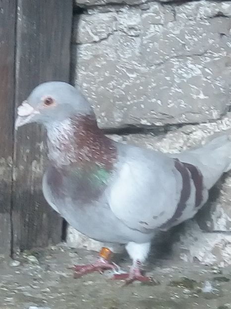 Picture 118 - BRICOUX