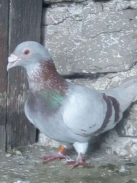 Picture 119 - BRICOUX