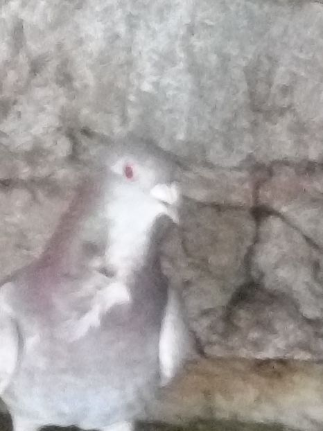 Picture 120 - BRICOUX