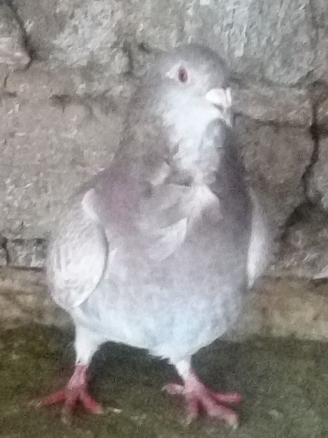 Picture 121 - BRICOUX