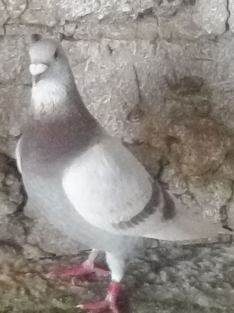 Picture 123 - BRICOUX