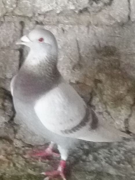 Picture 124 - BRICOUX