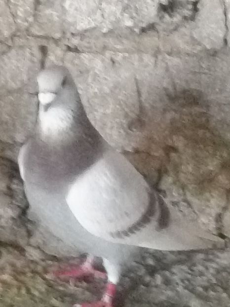 Picture 125 - BRICOUX