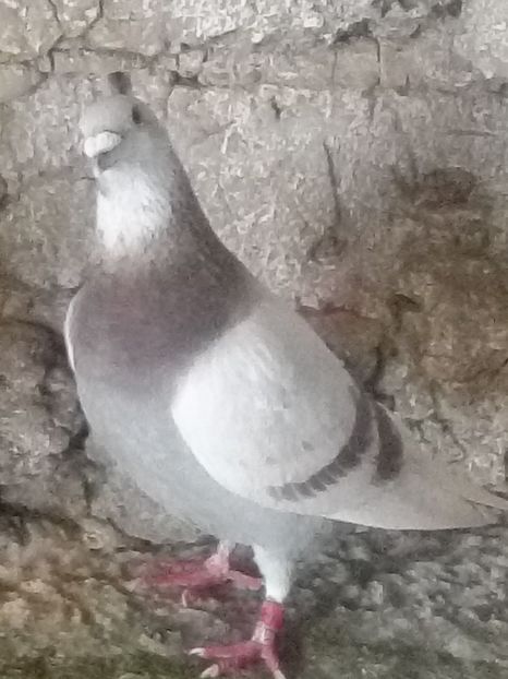 Picture 126 - BRICOUX