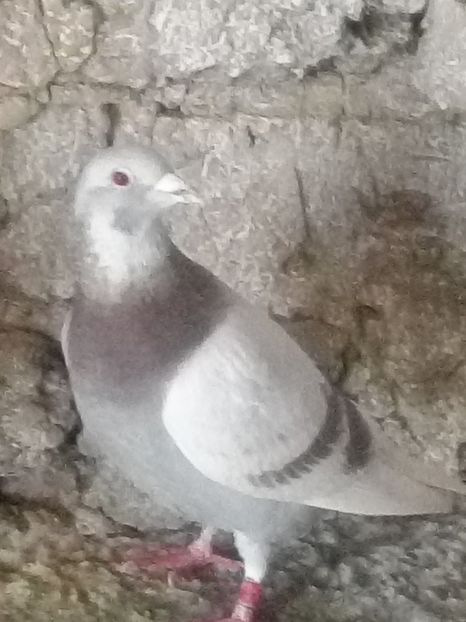 Picture 127 - BRICOUX