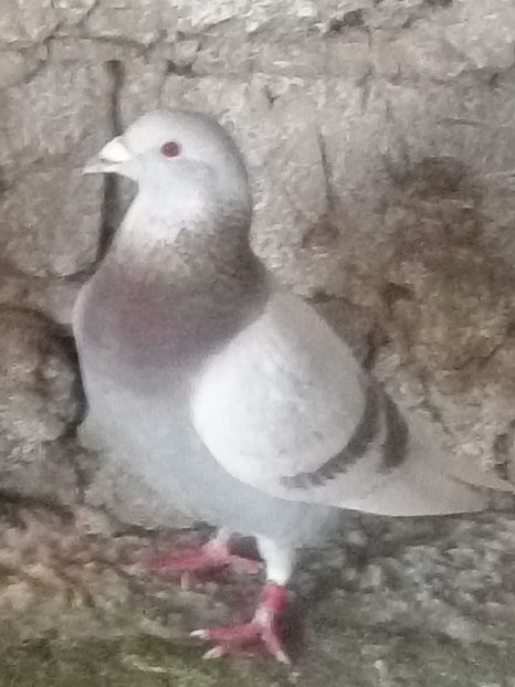 Picture 129 - BRICOUX