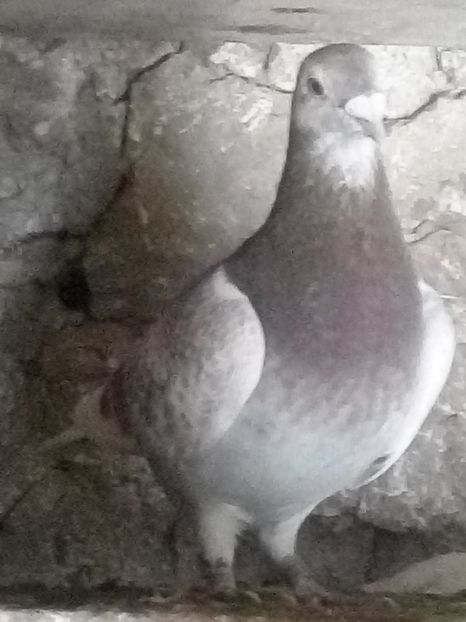 Picture 130 - BRICOUX