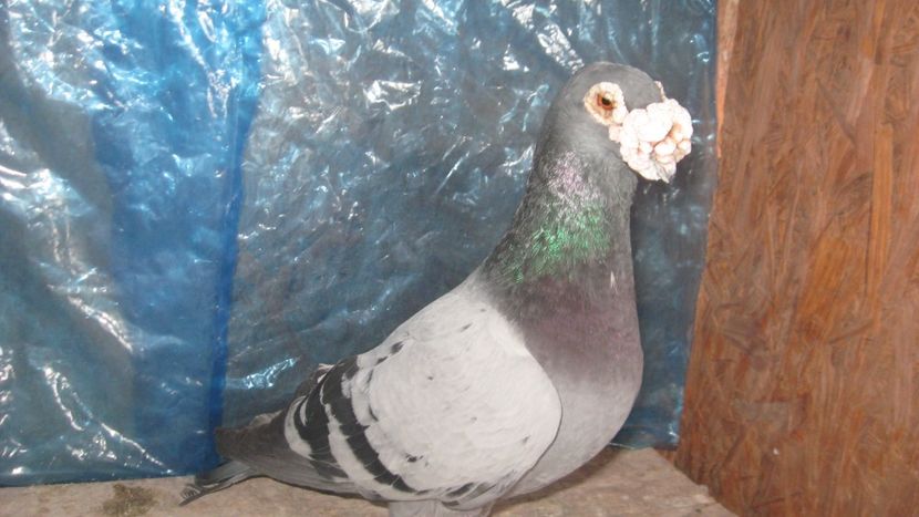  - De vanzare Voiajori linie veche