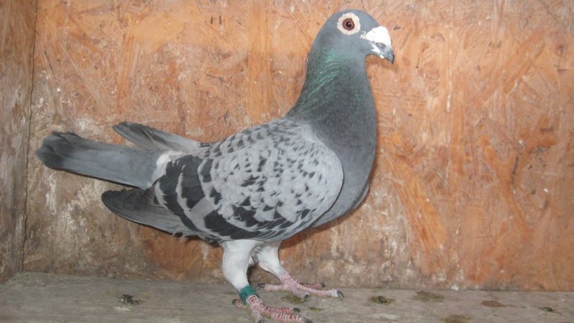  - Porumbei voiajori linia veche 2018 F