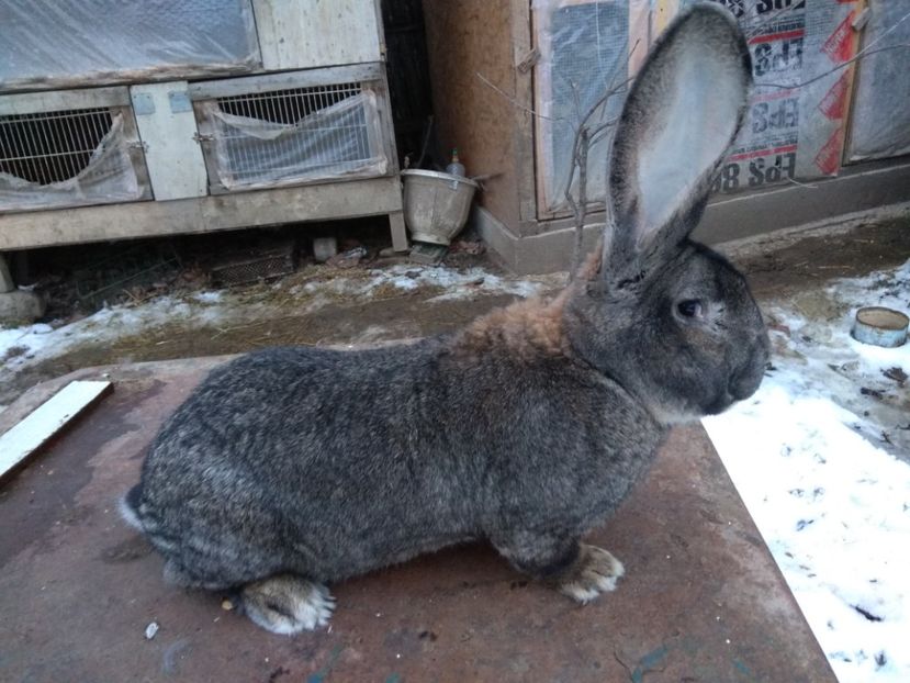  - Mascul urias german gri