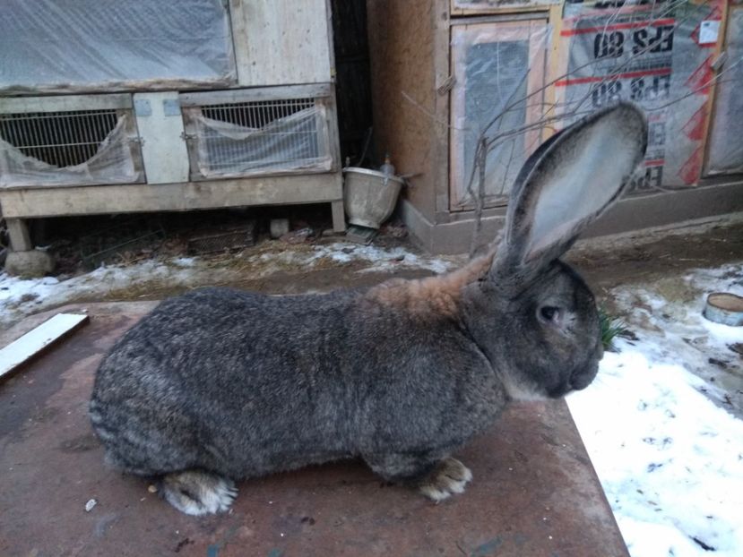  - Mascul urias german gri