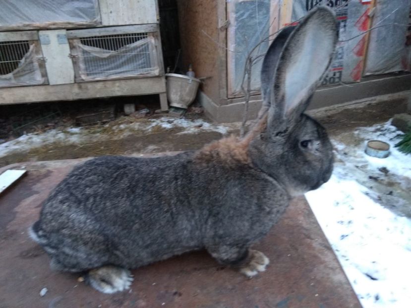  - Mascul urias german gri