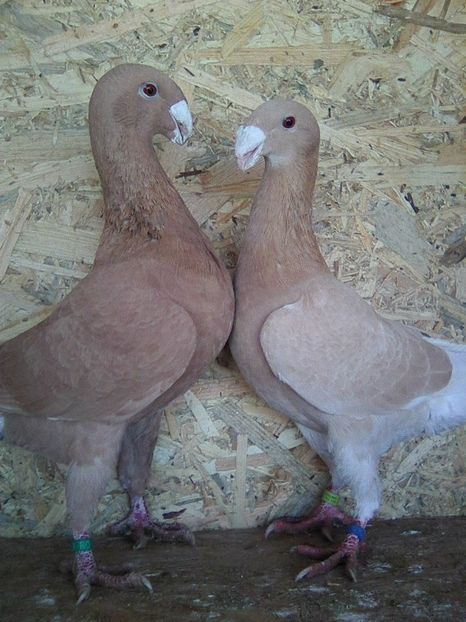 Photo0363 - perechi 2018