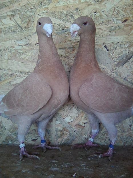 Photo0391 - perechi 2018