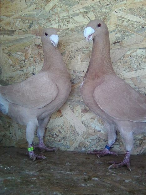 Photo0397 - perechi 2018