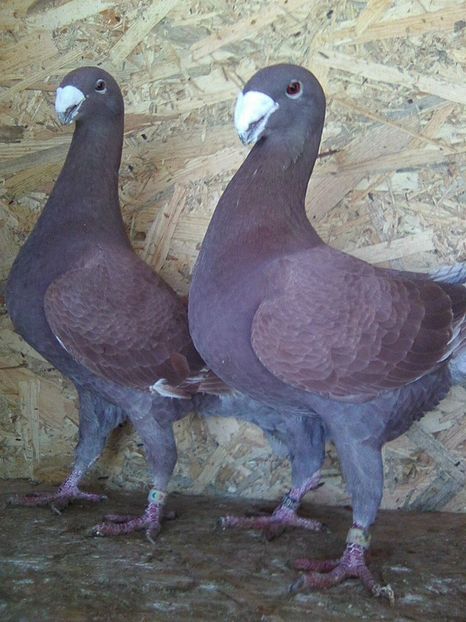 Photo0402 - perechi 2018