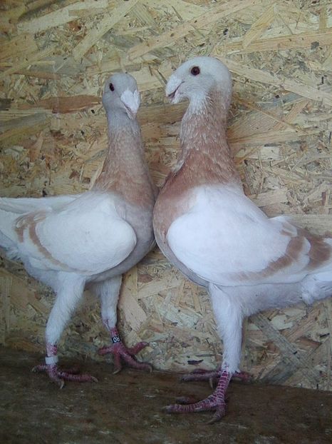 Photo0420 - perechi 2018