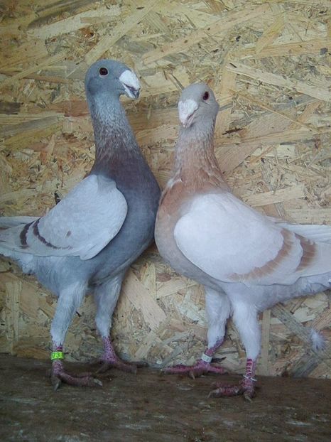 Photo0430 - perechi 2018