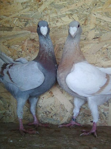 Photo0435 - perechi 2018