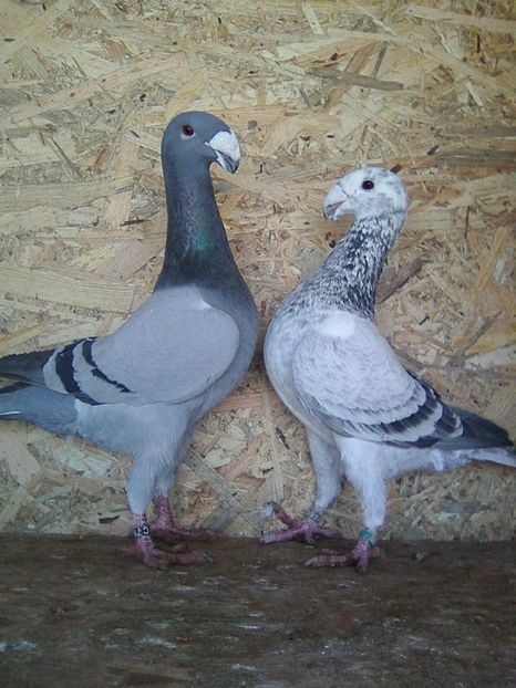 Photo0443 - perechi 2018