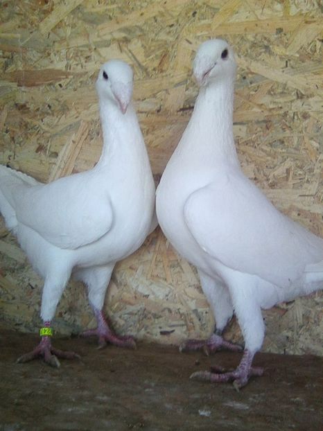 Photo0478 - perechi 2018