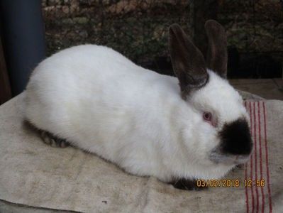 prod.proprie !!! - X ARHIVA IEPURI CE AM AVUT